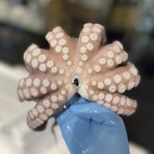 �����݃^�R�y�z���s�n��F�����z�y1694609�z