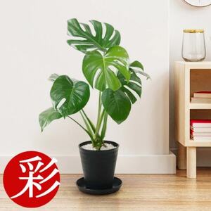 観葉植物 モンステラ 6号セラアート鉢 ブラック[配送不可地域:離島・沖縄県]