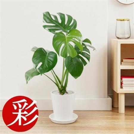 観葉植物 モンステラ 6号セラアート鉢 ホワイト【配送不可地域：離島・沖縄県】【1707558】
