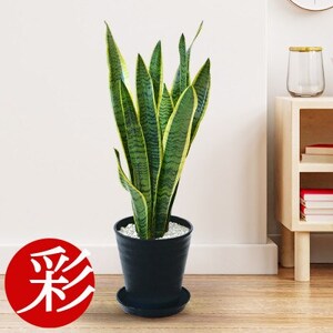 観葉植物 サンスベリア・ローレンティー 6号セラアート鉢 ブラック[配送不可地域:離島・沖縄県]