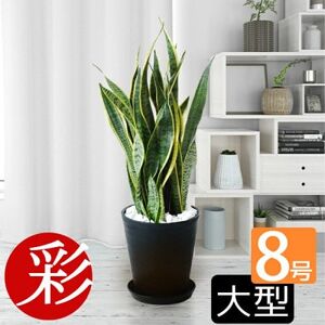 観葉植物 サンスベリア・ローレンティー 8号セラアート鉢 ブラック[配送不可地域:離島・沖縄県]