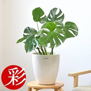 観葉植物 モンステラ 6号鉢 ラスターポット(白)鉢カバー付き[配送不可地域:離島・沖縄県]