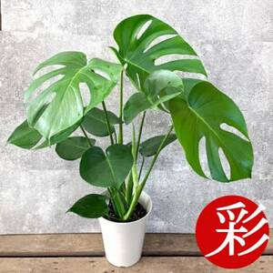 観葉植物 モンステラ 6号鉢(鉢カバーなし)[配送不可地域:離島・沖縄県]