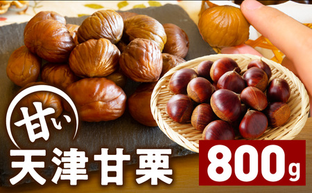 X̓VÊÌI 800gy 400g×2P َq ܂ lC Ösgpz