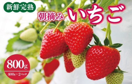 [先行予約]「厳選プレミアム!」完熟朝摘みいちご 800g(400g×2パック)