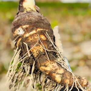 GIƂ񂾂΂₵̊CV@`ߘȃ另Ռ[i`_   C _y1431918z