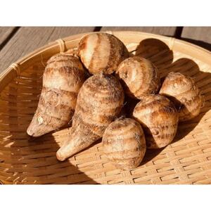 GIxcт̊CV̑ 5kg×1y1677519z