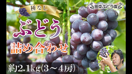 ぶどう 約2.1kg(3〜4房)詰め合わせ (シャインマスカット含む)[2025年8月中旬〜発送]食べやすい!田中ぶどう園 種無しぶどう 詰め合わせ※発送前のご連絡はできませんので、ご注意ください※ぶどう ブドウ グレープ シャインマスカット 厳選 巨砲 ピオーネ ぶ