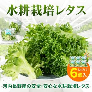 [レタス定期便 毎月お届け3ヵ月]レタス 6個 水耕栽培 河内長野産 フリルレタス 種類 栽培 菜 茎 レタス サラダ 副菜 おつまみ フレアベル レタス フリルアイス レタス セット 無農薬 栄養満点 ビタミン ミネラル 安心 レタス 安全 レタス 新鮮レタス
