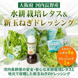 [定期便 毎月お届け3ヵ月]とれたてレタスと玉ねぎドレッシングセット サラダ 副菜 常備野菜 炒め物 スープ チャーハン 鍋料理 巻物 冷製料理 朝食 昼食 夕食 付け合わせ サンドイッチ ハンバーガー お弁当 ダイエット