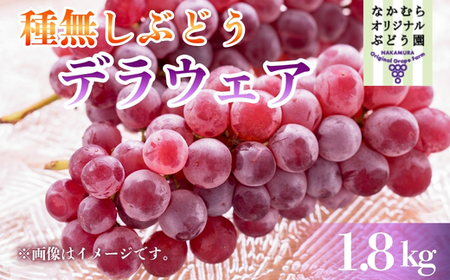 [2026年7月中旬〜順次発送]デラウェア 1.8kg 中村オリジナルぶどう園 l葡萄 ブドウ 小粒 果物 くだもの 果汁 ジューシー 産地直送 送料無料