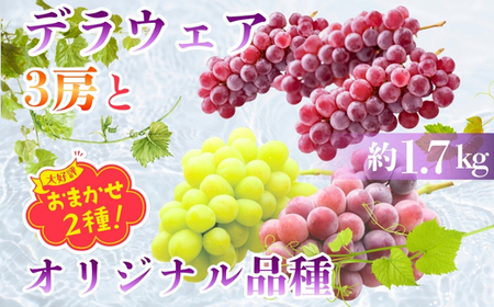 [2026年7月中旬〜順次発送]デラウエア3房とオリジナル品種おまかせ2種 約1.7kg 中村オリジナルぶどう園l 詰め合わせ 希少 中村ぶどう園 品種含む おまかせ 2種 詰め合わせ!※発送前のご連絡についてご注意ください 約 1.7kg 葡萄 ブドウ グレープ フルーツ 果物 小粒 皮ごと食べられる くだもの 果汁 ジューシー 食品 送料無料