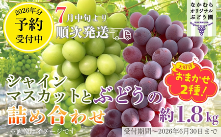 [2026年7月中旬〜順次発送]シャインマスカットとおまかせオリジナル品種詰め合わせ2種 約1.8kg 中村オリジナルぶどう園