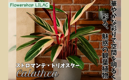 P1観葉植物 カラテアストロマンテ・トリオスター 観葉植物 インテリアグリーン