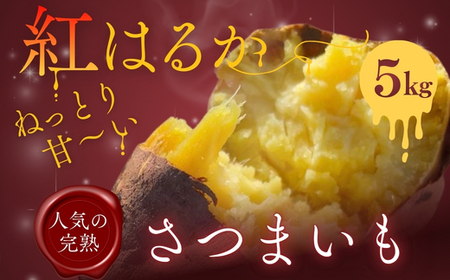 紅はるか さつまいも 5kg