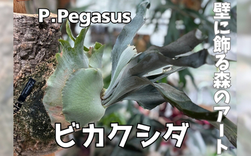 観葉植物 ビカクシダPegasusコルク仕立て