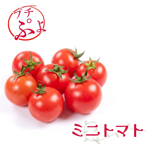 [2026年7月〜順次発送]ミニトマト プチぷよ 約500g (3〜4パック) | 先行予約 希少 トマト ぷちぷよ 人気 大阪 河内長野 こっしーファーム 料理 国産農産物 めずらしい 野菜
