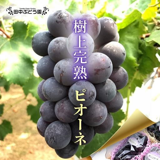 [2026年8月中旬頃出荷分先行予約]田中ぶどう園 厳選 ピオーネ 約2.0kg(3〜4房)