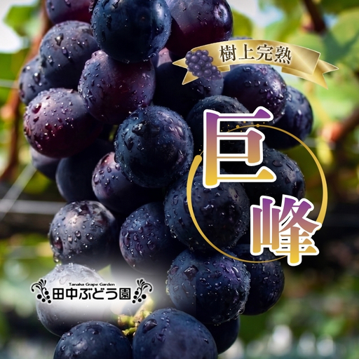[2026年8月中旬頃先行予約]田中ぶどう園 厳選 巨峰 約2.0kg(4〜5房)