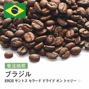 コーヒー豆 #241 ブラジル EROS サントス セラード ドライド オン トゥリー 受注焙煎!310g 珈琲豆 自家焙煎