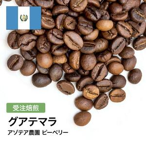 コーヒー豆 #285 グアテマラ アゾテア農園 ピーベリー 受注焙煎!310g 珈琲豆 自家焙煎