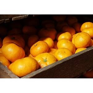 y2026N2`\z{as@no݂2.7kg(3kg)TCYy1559836z