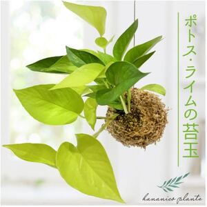 ポトスライムの苔玉 おしゃれなインテリア 300g