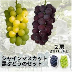 [先行受付]シャインマスカット1房+黒ぶどう1房 合計1Kg以上[配送不可地域:離島]