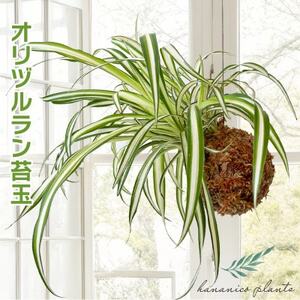 オリヅルラン苔玉 観葉植物 可愛い吊り下げインテリア