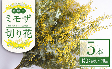 [ミモザの季節限定!2月上旬以降発送予定]箕面産ミモザ切り花(5本) 生花 本物 切り花 切り枝 大きい 産地直送 花束 アレンジ リース 素材 材料 お花 季節 旬 イエロー [m101-03][の日inJAPAN推進箕面組織委員会]