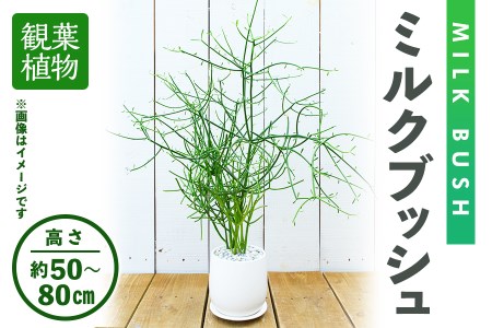 ＜観葉植物＞ミルクブッシュ(高さ約50～80cm、巾約40cm・陶器鉢・受け皿付)観葉植物 植物 インテリア 開店祝い 移転祝い おしゃれ 室内 ギフト プレゼント オフィス 陶器鉢 受け皿 ミルクブッシュ 青珊瑚 個性【m24-03】【アイエヌエー】