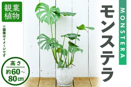 [観葉植物]モンステラ(高さ約60〜80cm・巾約40cm、陶器鉢・受け皿付)観葉植物 植物 大型 インテリア 開店祝い 移転祝い おしゃれ 室内 ギフト プレゼント オフィス モンステラ 陶器鉢 受け皿 個性 [アイエヌエー]