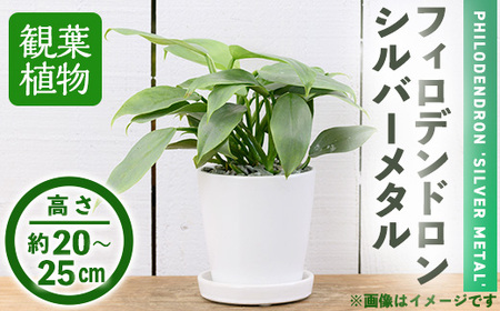 [観葉植物]フィロデンドロン・シルバーメタル(3.5号) (陶器鉢・受け皿付) 観葉植物 植物 インテリア 開店祝い 移転祝い おしゃれ 室内 ギフト プレゼント オフィス 陶器鉢 受け皿 玄関 小型 個性 [アイエヌエー]