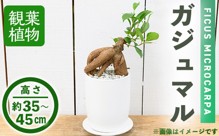 [観葉植物]ガジュマル(4号) (陶器鉢・受け皿付)観葉植物 植物 インテリア 開店祝い 移転祝い おしゃれ 室内 ギフト プレゼント オフィス 陶器鉢 受け皿 玄関 小型 個性 [アイエヌエー]