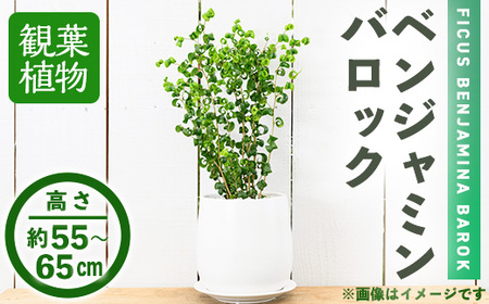 ＜観葉植物＞ベンジャミン バロック(6号) (陶器鉢・受け皿付) 観葉植物 植物 インテリア 開店祝い 移転祝い おしゃれ 室内 ギフト プレゼント オフィス 陶器鉢 受け皿 玄関 小型 個性【m24-11】【アイエヌエー】