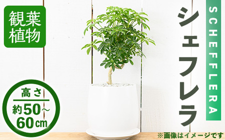 ＜観葉植物＞シェフレラ(6号) (陶器鉢・受け皿付) 観葉植物 植物 インテリア 開店祝い 移転祝い おしゃれ 室内 ギフト プレゼント オフィス 陶器鉢 受け皿 玄関 小型 個性【m24-12】【アイエヌエー】