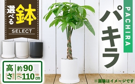 [観葉植物]パキラ(7号) (陶器鉢(オストシリンダー(マットホワイト))・受け皿付) 観葉植物 植物 インテリア 開店祝い 移転祝い おしゃれ 室内 ギフト プレゼント オフィス 陶器鉢 受け皿 玄関 小型 個性 [アイエヌエー]