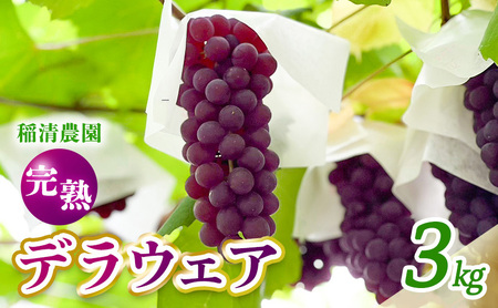 [2025年先行予約]数量限定 デラウェア3kg(15房前後)6月下旬〜7月下旬発送特選 期間限定 ぶどう 葡萄 フルーツ 果物 くだもの 人気 贈答用 ギフト 先行予約 種なし旬 新鮮 家庭用 プレゼント 送料無料 贅沢 甘い