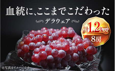 [2026年先行予約]苗から厳選 デラウェア1.2kg(8房) 6月下旬〜7月中旬発送 特選 期間限定 大粒 ぶどう ブドウ フルーツ 果物 くだもの おすすめ