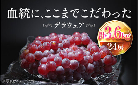 【2026年先行予約】苗から厳選 デラウェア3.6kg(24房) 6月下旬～7月中旬発送 特選 期間限定 大粒 ぶどう ブドウ フルーツ 果物 くだもの おすすめ