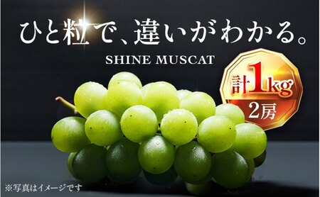 [2026年先行予約]苗から厳選 シャインマスカット1kg(2房) 9月上旬〜下旬発送 大粒 ぶどう ブドウ フルーツ 果物 くだもの おすすめ