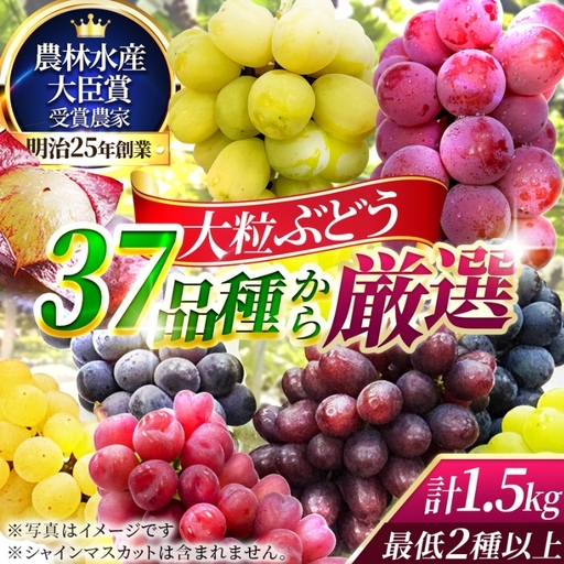 [37品種から厳選]大阪・柏原から届く「旬の宝石箱」大粒ぶどう詰め合わせ(シャインマスカット含まず)約1.5kg(2026年先行予約 8月下旬〜9月上旬発送分)
