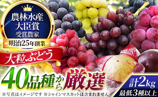 大粒品種詰め合わせ(シャインマスカット含まず)2.0サイズ