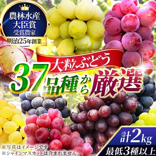 【37品種から厳選】大阪・柏原から届く「旬の宝石箱」大粒ぶどう詰め合わせ（シャインマスカット含まず）約2kg（2026年先行予約 8月下旬～9月上旬発送分）