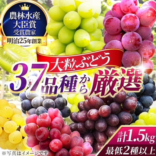 37品種からプロが厳選した「旬の宝石箱」大粒ぶどう詰合せ(シャインマスカット1房含む)約1.5kg(2026年先行予約 8月上旬〜8月中旬発送分)