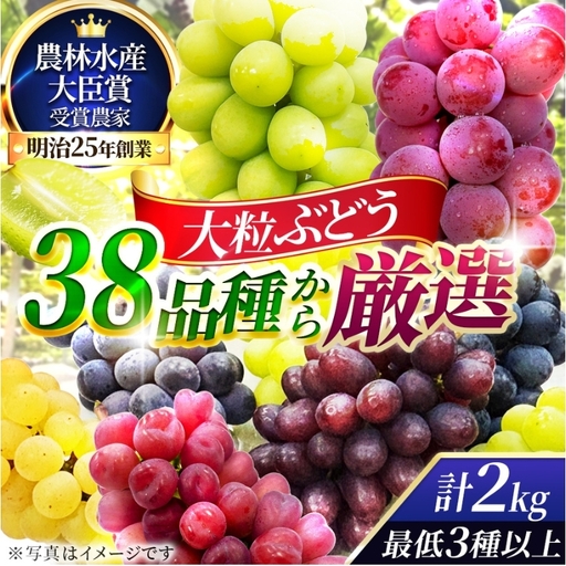 【38品種から厳選】大阪・柏原から届く「旬の宝石箱」大粒ぶどう詰め合わせ（シャインマスカット1房含む）約2kg（2026年先行予約 8月下旬～9月上旬発送分）