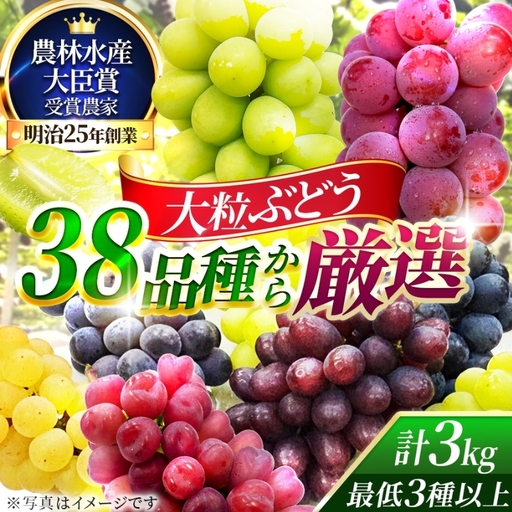 【38品種から厳選】大阪・柏原から届く「旬の宝石箱」大粒ぶどう詰め合わせ（シャインマスカット1房含む）約3kg（2026年先行予約 8月下旬～9月上旬発送分）