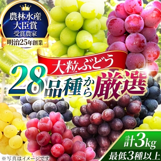 【2026年先行予約】28種の大粒品種から届く「秋の大粒ぶどう宝石箱」（シャインマスカット1房含む）約3kg（9月中旬～下旬発送分）|ぶどう 詰合せ 希少 セット 大粒  残暑見舞い 敬老の日 葡萄 ブドウ 果物 フルーツ くだもの 大阪 贈答 プレゼント