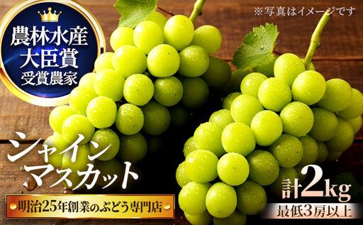 直売所限定販売の数量限定シャインマスカット 2.0サイズ 7月下旬〜8月上旬発送