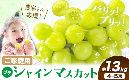 訳あり プチシャインマスカット約1.3kg(先行予約)[8月上旬-8月下旬頃出荷]|シャインマスカットシャインマスカットシャインマスカット
